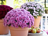 Hagebaumarkt Uchte - Chrysantheme Angebot im Prospekt Chrysantheme bei Hagebaumarkt im Uchte Prospekt für 2,49 €