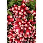 Radis rose botte en promo chez Carrefour Radis rose botte dans le catalogue Carrefour
