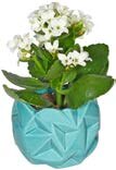 Kleine Besonderheit in Keramik bei ALDI Nord in Paderborn Kleine Besonderheit in Keramik im Angebot bei ALDI Nord Paderborn für 1,99 €
