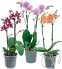 SCHMETTERLINGSORCHIDEE (PHALAENOPSIS) Angebote bei OBI Eberswalde für 9,99 €