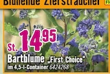Bartblume von First Choice im aktuellen Hornbach Prospekt für 14,95 €