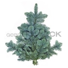 Handbunde Nobilis- oder Nordmanntanne im Thomas Philipps Prospekt Handbunde Nobilis- oder Nordmanntanne von  im aktuellen Thomas Philipps Prospekt für 2,22 €