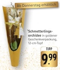 E center Remseck - Schmetterlingsorchidee Angebot im Prospekt Schmetterlingsorchidee bei E center im Remseck Prospekt für 9,99 €