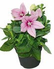 Hagebaumarkt Schülp - Ballonblume Angebot im Prospekt Ballonblume bei Hagebaumarkt im Schülp Prospekt für 2,99 €