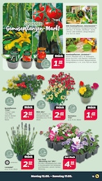 Kürbis Angebot & Preis im aktuellen Netto mit dem Scottie Prospekt Kürbis Angebot im aktuellen Netto mit dem Scottie Prospekt auf Seite 17