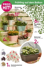 Zimmerpflanzen Angebot im aktuellen PEPCO Prospekt auf Seite 8