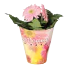 Kalanchoe „Calendiva“ im EDEKA Prospekt Kalanchoe „Calendiva“ im aktuellen EDEKA Prospekt für 2,99 €