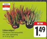 Calluna vulgaris bei EDEKA im Prospekt "" für 1,49 €