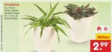 Aktuelles Grünpflanze Angebot bei Netto Marken-Discount in Krefeld ab 2,99 €