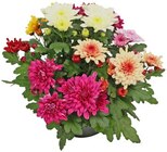 Aktuelle Blumen Angebote bei REWE in Nürnberg Aktuelles Chrysantheme Angebot bei REWE in Nürnberg ab 2,79 €