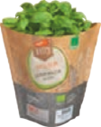 tegut... Bio-Basilikum im tegut Prospekt tegut... Bio-Basilikum von Bioland im aktuellen tegut Prospekt für 1,79 €