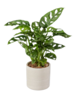 Plante verte en pot terracotta en promo chez Lidl Dijon à 5,99 €