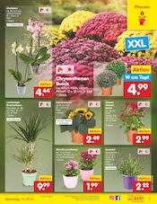 Ähnliche Angebote wie Gurkenpflanze im Prospekt "Aktuelle Angebote" auf Seite 7 von Netto Marken-Discount in Moers