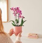 Promo Phalaenopsis Multiflora à 12,99 € dans le catalogue Jardiland à Saint-Julien-lès-Metz