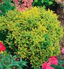 Fusains - Delbard Fusains à 16,99 € dans le catalogue Delbard