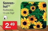 Sonnenhut im Angebot bei Zimmermann in Gronau Sonnenhut Angebote bei Zimmermann Gronau für 2,49 €