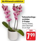 Schmetterlingsorchidee 2-Trieber Angebote bei E center Freiburg für 7,99 €