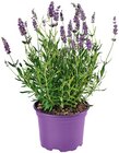 Lavendel Angebote bei REWE Castrop-Rauxel für 1,39 €