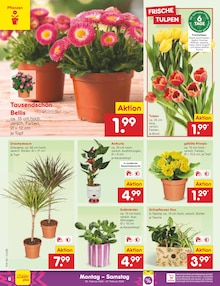 Blumen im Netto Marken-Discount Prospekt "Aktuelle Angebote" mit 54 Seiten (Magdeburg)