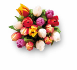 Großer bunter Tulpenstrauß im Lidl Prospekt Großer bunter Tulpenstrauß im aktuellen Lidl Prospekt für 4,99 €