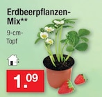Erdbeerpflanzen-Mix Angebote bei Zimmermann Magdeburg für 1,09 €