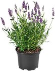 Aktuelle Blumen Angebote bei Penny in Jena Aktuelles Lavendel Angebot bei Penny in Jena ab 1,69 €