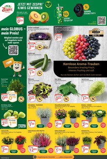 Blumen im aktuellen GLOBUS Prospekt (Erlangen) Blumen im GLOBUS Prospekt "Aktuelle Angebote" mit 29 Seiten (Erlangen)