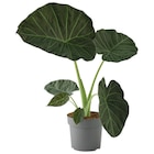 Jardiland La Londe-les-Maures - Promo Collection d'Alocasia ECLOZ Promo Collection d'Alocasia ECLOZ à 29,99 € dans le catalogue Jardiland à La Londe-les-Maures