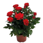 Topfrose für 3,99 € bei EDEKA im Angebot Topfrose im aktuellen EDEKA Prospekt