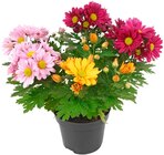 Chrysanthemen-Trio für 1,69 € bei Penny im Angebot Chrysanthemen-Trio im aktuellen Penny Prospekt
