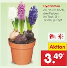 Hyazinthen Angebote bei Netto Marken-Discount Mönchengladbach für 3,49 €