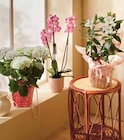 Plante fleurie prêt a offrir en promo chez Intermarché Plante fleurie prêt a offrir dans le catalogue Intermarché