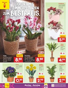 Blumen im Netto Marken-Discount Prospekt "Aktuelle Angebote" mit 57 Seiten (Augsburg)