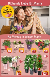 Ähnliche Obstbaum Angebote im Prospekt "Dein Markt" von REWE in Erkelenz Ähnliche Angebote wie Obstbaum im Prospekt "Dein Markt" auf Seite 6 von REWE in Erkelenz