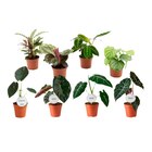 Carrefour Vernon - Promo Maranta Promo Maranta à 3,99 € dans le catalogue Carrefour à Vernon