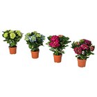Pflanze Hortensie versch. Farben von HYDRANGEA im aktuellen IKEA Prospekt für 5,99 €