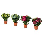 Pflanze Hortensie versch. Farben im IKEA Prospekt Pflanze Hortensie versch. Farben von HYDRANGEA im aktuellen IKEA Prospekt für 5,99 €
