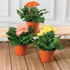 GERBERA SUNDAYS - U Express à Strasbourg GERBERA SUNDAYS en promo chez U Express Strasbourg à 3,99 €