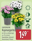 Kapmargerite von Gardenline im aktuellen ALDI Nord Prospekt
