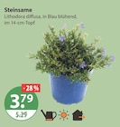 Steinsame von  im aktuellen V-Markt Prospekt für 3,79 €