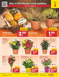 Netto Marken-Discount Blumen im Prospekt Netto Marken-Discount Blumen im Prospekt