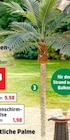 Aktuelles Künstliche Palme Angebot bei Thomas Philipps in Duisburg ab 69,99 €