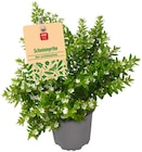 Scheinmyrthe im Angebot bei REWE in Siegen Scheinmyrthe Angebote von REWE Beste Wahl bei REWE Siegen für 1,99 €