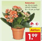 Kalanchoe im Angebot bei Netto Marken-Discount in Pirmasens Kalanchoe Angebote bei Netto Marken-Discount Pirmasens für 1,99 €