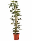 Große Grünpflanze Angebote bei Lidl Wolfsburg für 15,99 €