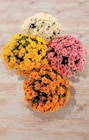 Chrysanthème U - Super U à Savigny-sur-Orge Chrysanthème U en promo chez Super U Savigny-sur-Orge à 6,99 €
