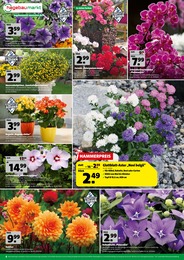 Balkonpflanzen im Hagebaumarkt Prospekt "SOMMERTÄUME HANDGEMACHT" auf Seite 6