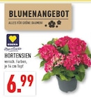 Hortensien bei Marktkauf im Vlotho Prospekt für 6,99 €