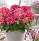 Bauernhortensie bei OBI im Fulda Prospekt für 9,99 €