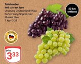 Tafeltrauben im Angebot bei GLOBUS in Ludwigshafen Tafeltrauben Angebote bei GLOBUS Ludwigshafen für 3,33 €